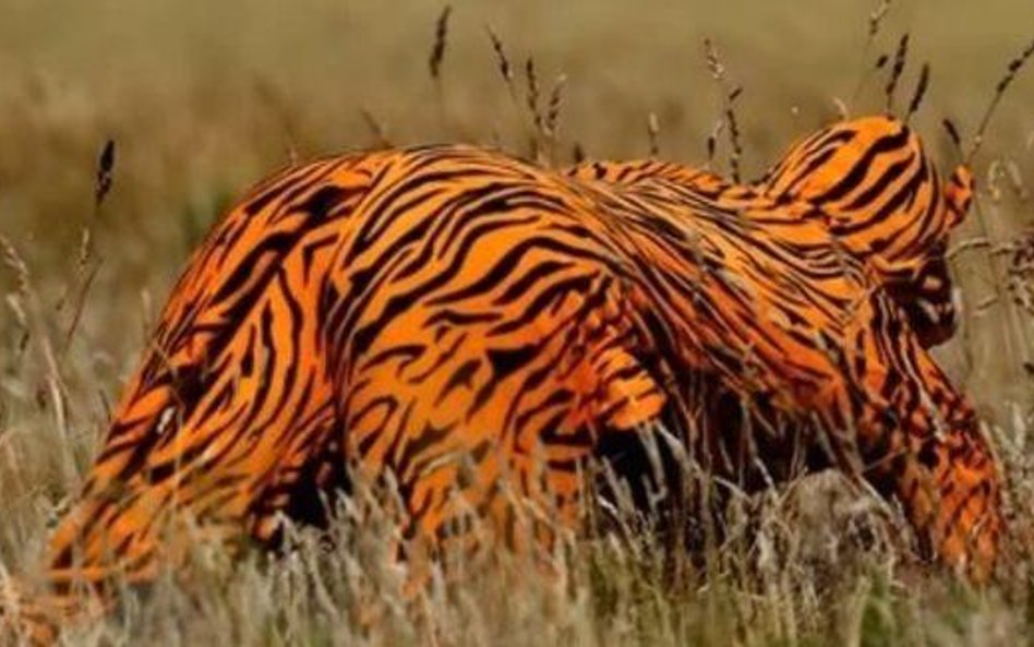 Nie ubieraj się w cętki do zoo