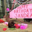 Samica orangutana, którą sąd uznał za osobę, skończyła 34 lata