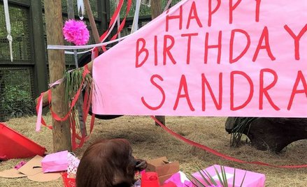 Samica orangutana, którą sąd uznał za osobę, skończyła 34 lata