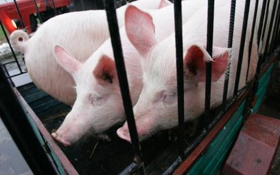 ASF: eksport mięsa do Chin może gwałtownie wzrosnąć