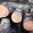 Wycięto drzewa na chronionym obszarze pod Wrocławiem