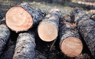 Wycięto drzewa na chronionym obszarze pod Wrocławiem