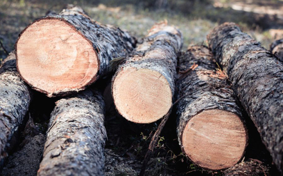 Wycięto drzewa na chronionym obszarze pod Wrocławiem