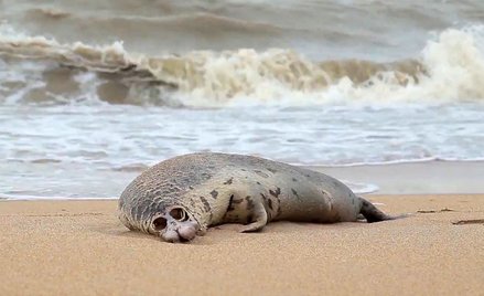 Prawie 300 padłych fok na brzegu Morza Kaspijskiego