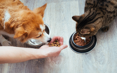 Coraz droższe karmienie psów i kotów