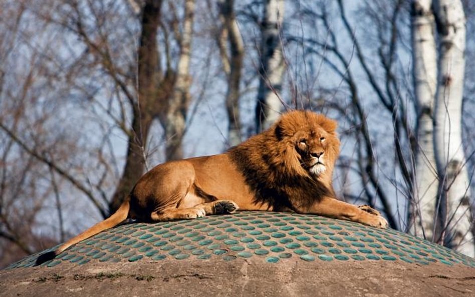 Sprawdźmy sami, jak przyroda budzi się do życia – w warszawskim zoo dzikie koty już zaczęły się wyle