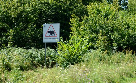 „Tagesspiegel” o wycince drzew w Bieszczadach. Czy niedźwiedzie przetrwają?