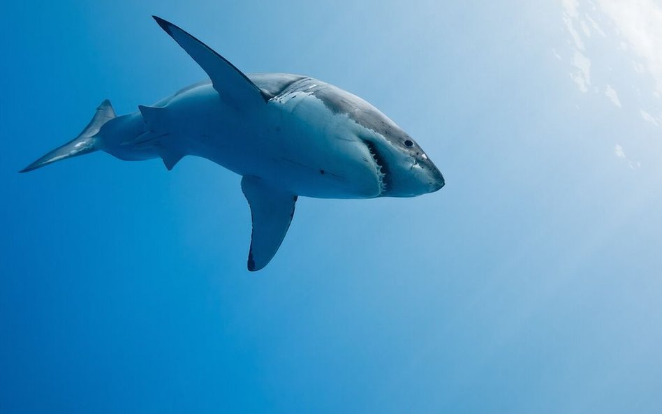 Carcharodon carcharias występuje na głębokości od 0-1400m. Ma bardzo czuły węch. Potrafi wyczuć jedn