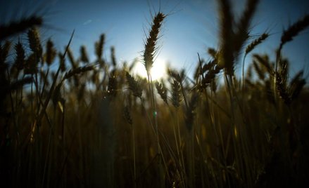 Pół miliarda złotych na innowacje w biogospodarce