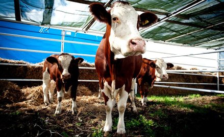 Kolejny protest przeciw ubojowi rytualnemu