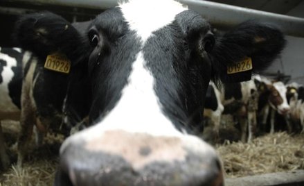 Komisja Europejska przyzna dodatkową pomoc w celu przezwyciężenia kryzysu mlecznego