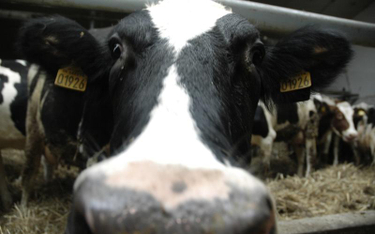 BSE zamknęło rynek Arabii Saudyjskiej dla polskiej wołowiny