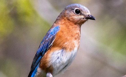 Badania pokazują, że zwierzęta zaczęły kurczyć się od upałów