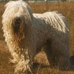 Komondor. Fot. Nikki68