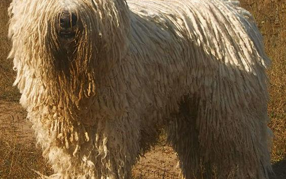 Komondor. Fot. Nikki68