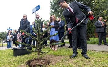 Ambsadorzy zasadzili trzy drzewa araukarii chilijskiej