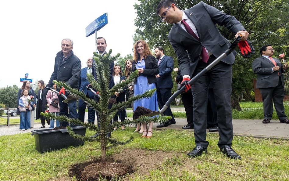 Ambsadorzy zasadzili trzy drzewa araukarii chilijskiej