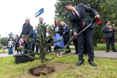 Ambsadorzy zasadzili trzy drzewa araukarii chilijskiej
