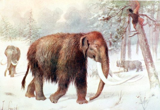 Mamut włochaty (Mammuthus primigenius) wymarł 10 tys. lat temu. Jego ciosy mogły osiągać nawet 4 met