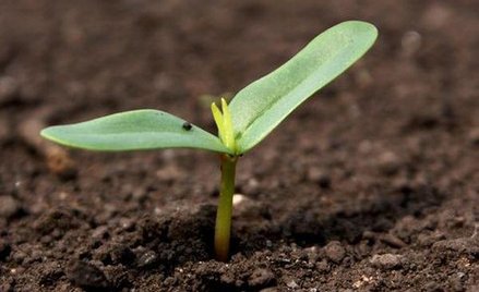 Biologiczna broń w walce z rakiem