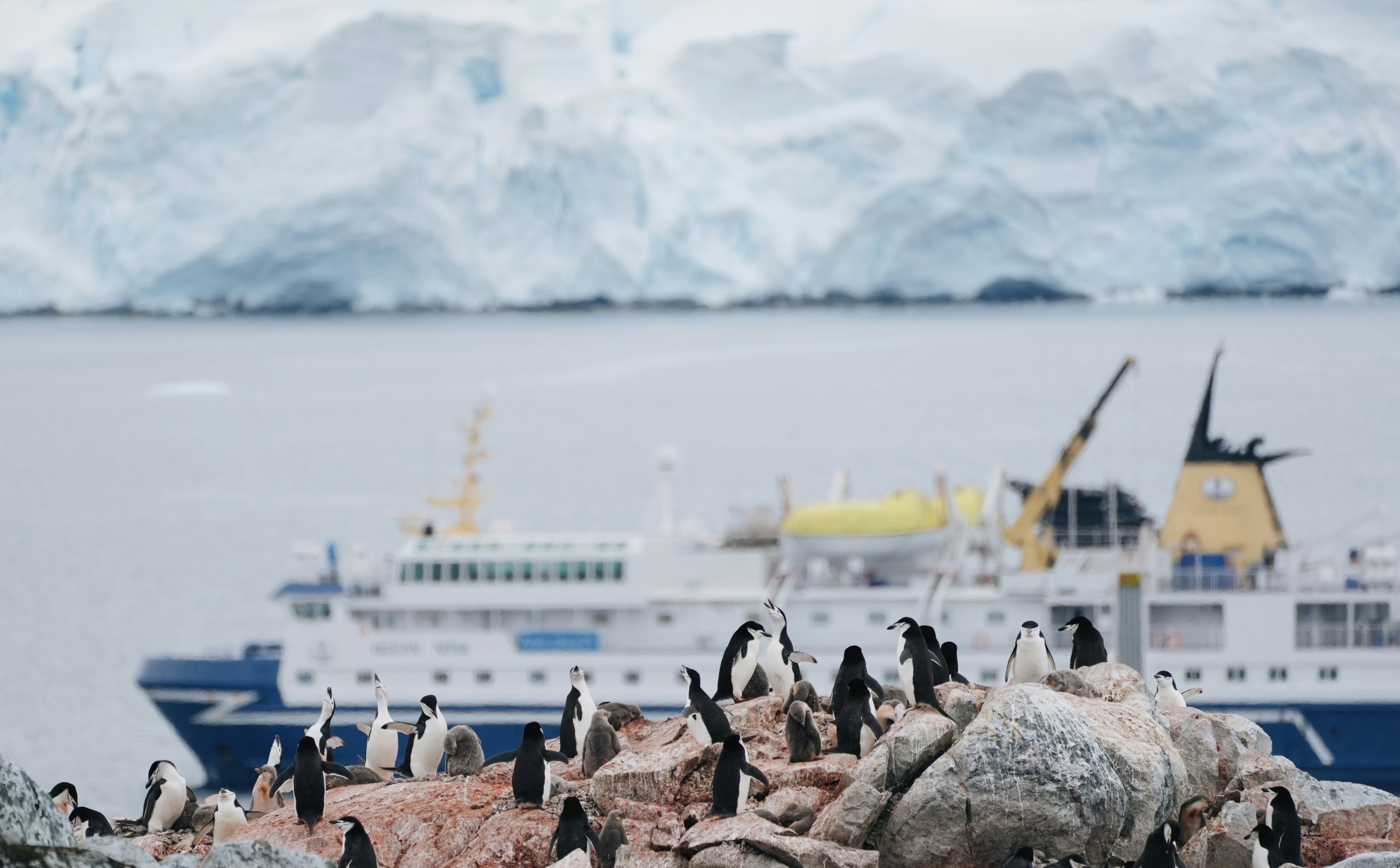 Antarktyda zadeptywana przez turystów. Rośnie zagrożenie dla kontynentu