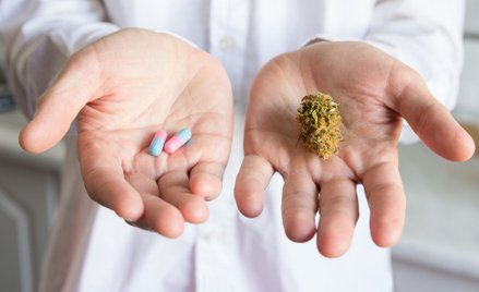 Leczenie marihuaną: Czy polscy lekarze są na to gotowi?