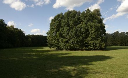 Samorząd zadecyduje o likwidacji parku