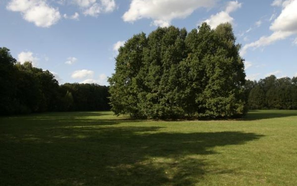 Samorząd zadecyduje o likwidacji parku