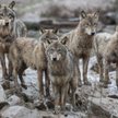 Odstrzał wilków wzbudził wątpliwości - rozmowa z Piotrem Otrębskim