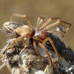 Kolczak zbrojny (Cheiracanthium punctorium)