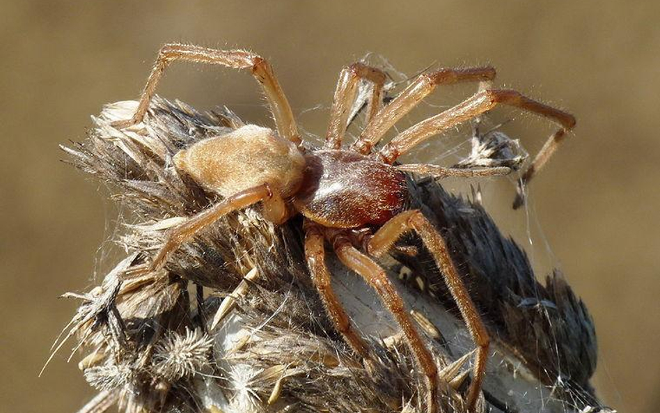 Kolczak zbrojny (Cheiracanthium punctorium)