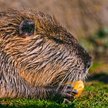 Nutria