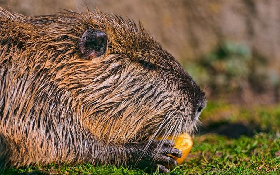 Nutria