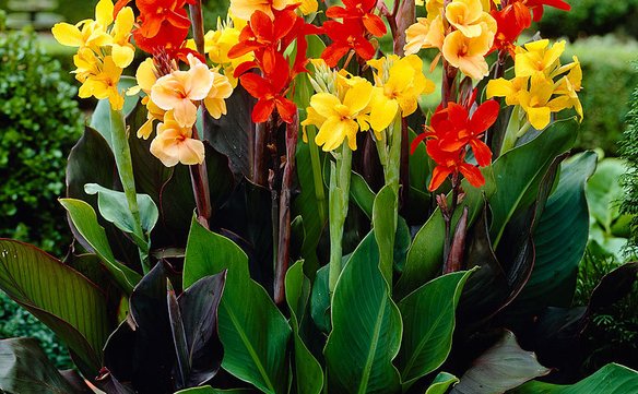 Kwiaty paciorecznika achwycją swoimi barwami