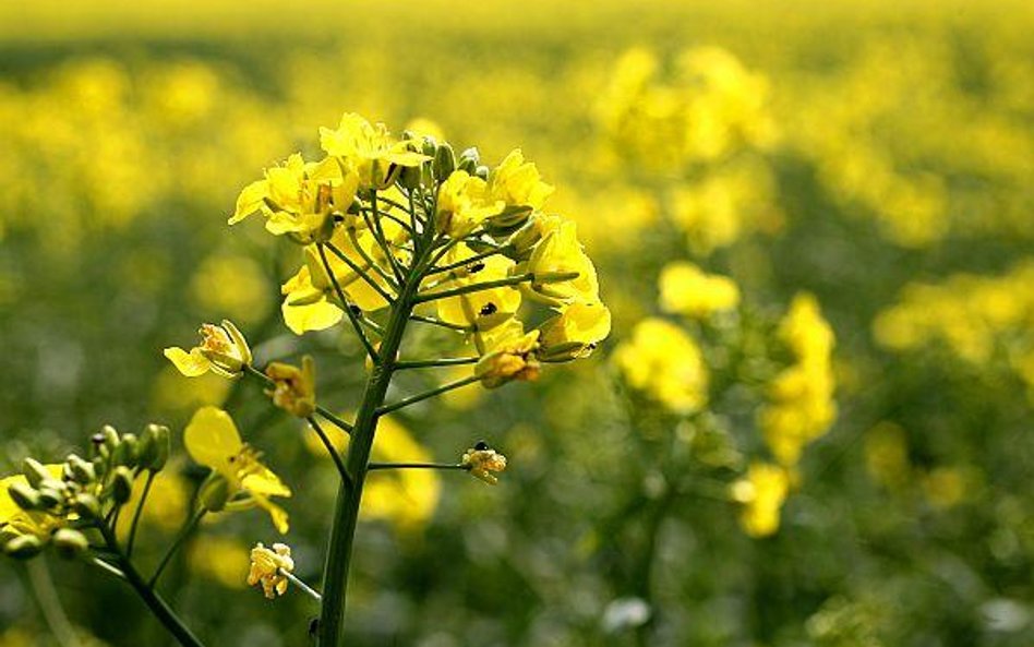 Na drastycznym ograniczeniu ulg na biopaliwach prawie miliard złotych zaoszczędzi budżet. Stracą kie