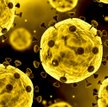Brytyjski mikrobiolog: Omikron zmienił sposób, w jaki koronawirus infekuje komórki