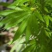 Meksyk robi krok w stronę legalizacji marihuany