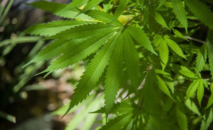 Meksyk robi krok w stronę legalizacji marihuany