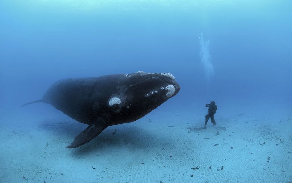 Wyspy Auckland, Nowa Zelandia, 2007 r.