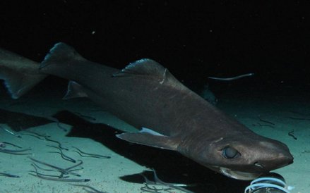 Występuje na głębokości od 70-1450m. Jest to gatunek żyworodny. Miot to 1-17 młodych, które mają oko