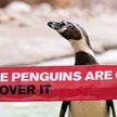 Londyn: Zoo świętuje Miesiąc Równości na cześć swoich pingwinów