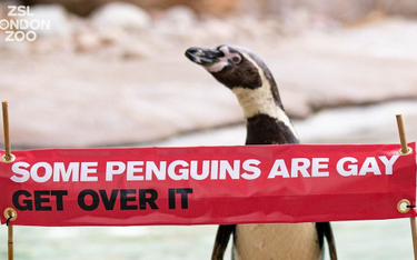 Londyn: Zoo świętuje Miesiąc Równości na cześć swoich pingwinów