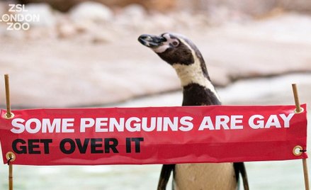 Londyn: Zoo świętuje Miesiąc Równości na cześć swoich pingwinów