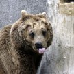 Misie z Korabiewic na wolności