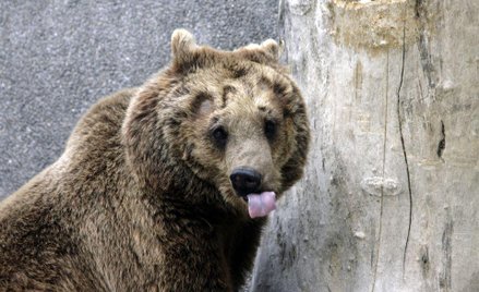 Misie z Korabiewic na wolności