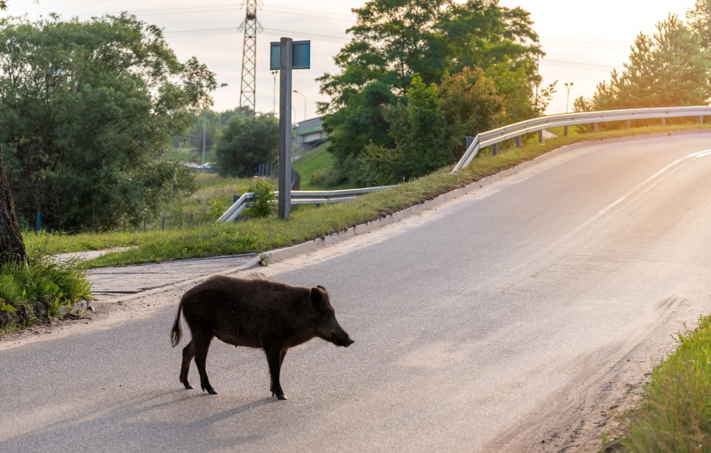 Dzik w wielkim mieście ludzi się nie boi. Tylko łowczych
