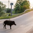 W miastach przybywa zgłoszeń od mieszkańców zaniepokojonych obecnością dzików