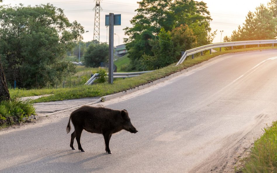 Przybywa zgłoszeń od mieszkańców zaniepokojonych obecnością dzików