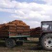 Stawiamy na ziemniaki