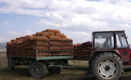 Stawiamy na ziemniaki